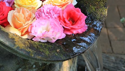 Roses in a vase with water.