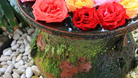 Roses in a vase with water.