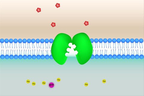 Sodium Potassium Pump Mechanism Animation 4k Stock Footage Video (100% ...