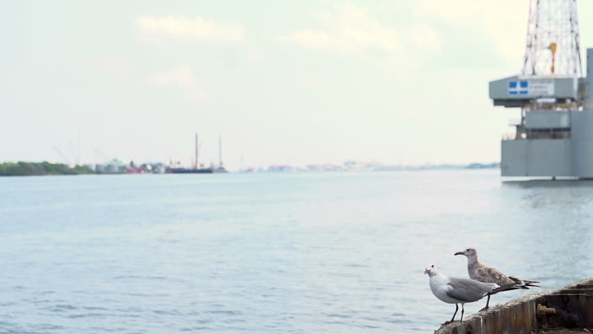 Two seagulls sitting on edge of water
