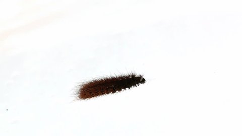 Ruby Tiger caterpillar crawling on snow