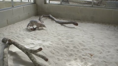 Wide shot of bilby hopping and digging in sand