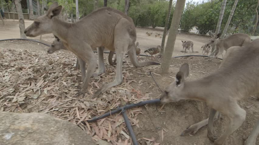 Pack of Kangaroos with Joey Stock Footage Video (100% Royalty-free ...