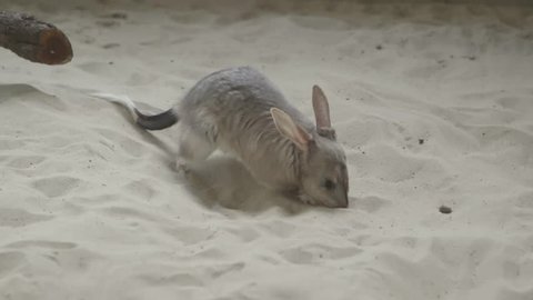 Close up shot of bilby digging in sand