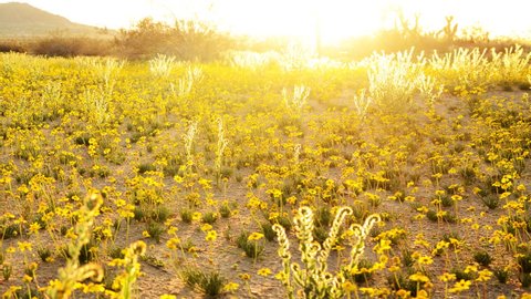 Time Lapse of Sunset over Golden Flower Carpet in Mojave Desert -Pan-