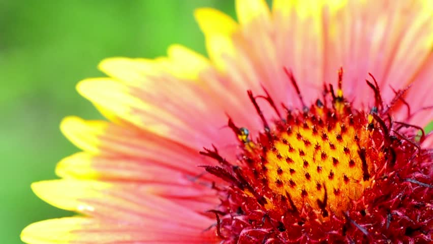 colorful flower, a Nature Video by Expedition4ever