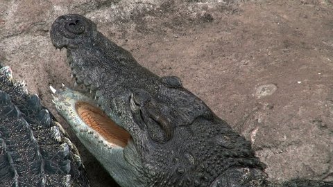 scene with crocodile