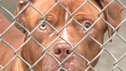 PITBULL PIT BULL DOG PUPPY SAD IN ANIMAL SHELTER HOMELESS BEHIND CHAIN FENCE AT POUND RESCUE FACILITY HD HIGH DEFINITION STOCK VIDEO FOOTAGE CLIP 1080 1920X1080
