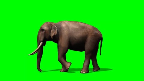 African Elephant walks - green screen