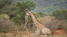 Young giraffe (Giraffa camelopardalis) resting on the ground, Mokala National Park, South Africa