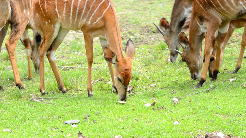 nyala forage on grassland