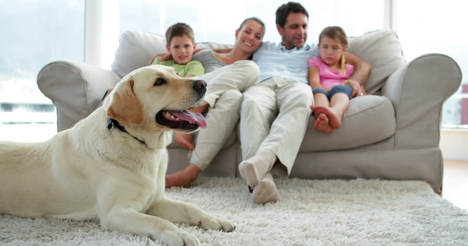 Front view of Cute Caucasian family relaxing together on the couch with their dog on the rug in living room at home Social distancing and self isolation in quarantine lockdown for Coronavirus Covid19 Royalty-Free Stock Footage #5935790