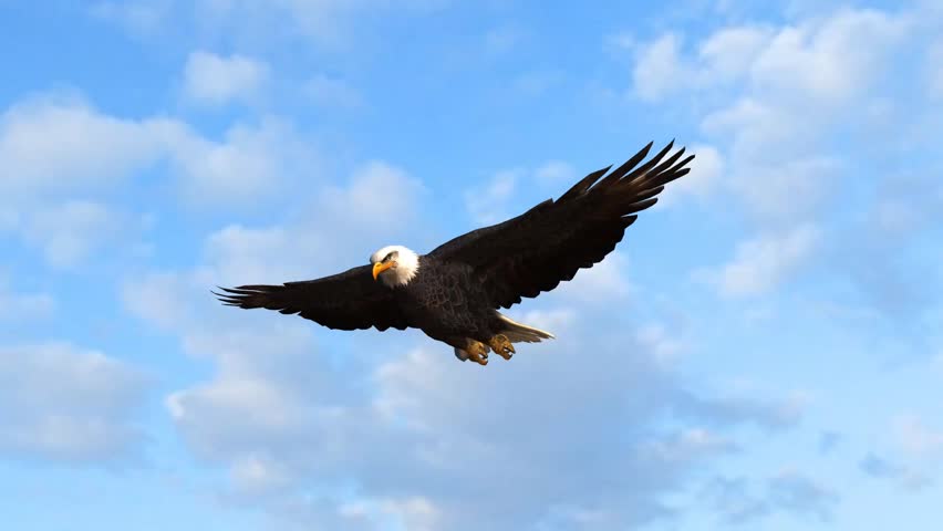 Bald Eagle flys in the sky | Shutterstock HD Video #5938565