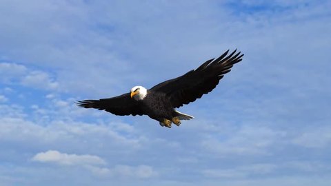 Bald Eagle flys in the sky