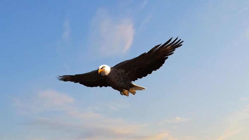 Bald Eagle flys in the sky | Shutterstock HD Video #5938592