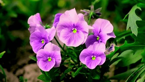 violet pansy garden