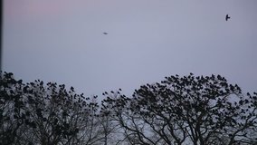 crows fly in the sky and land on the tree