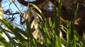 Snowdrops in Mountain Forest Grass - Spring Flowers - 05 - Very Close - Loop