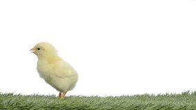 Chick standing in grass and chirping