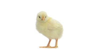 Chick standing and falling asleep