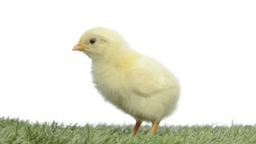 Chick standing in grass and chirping