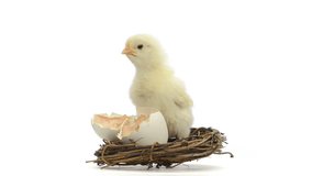 Chick standing next to its egg in a nest and chirping
