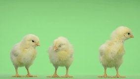 Three chicks standing in front of a green key