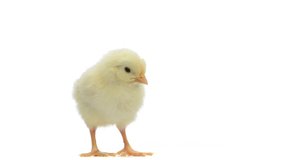 Chick standing and chirping