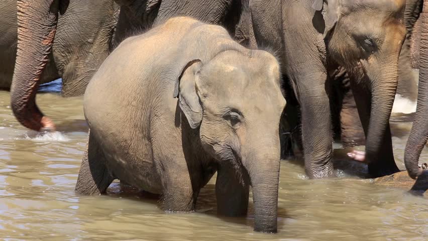 Baby elephant standing in river amongst herd at Pinnawala elephant orphanage