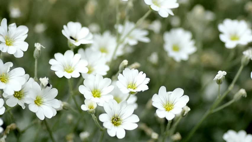 Marguerite, Garden Flowers Stock Footage Video (100% Royalty-free ...