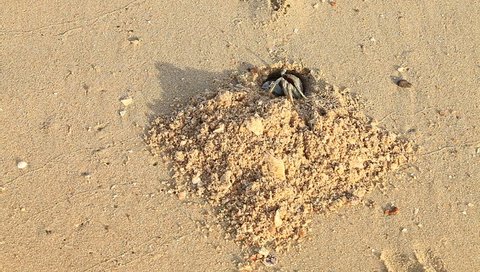 Horn-eyed ghost crab