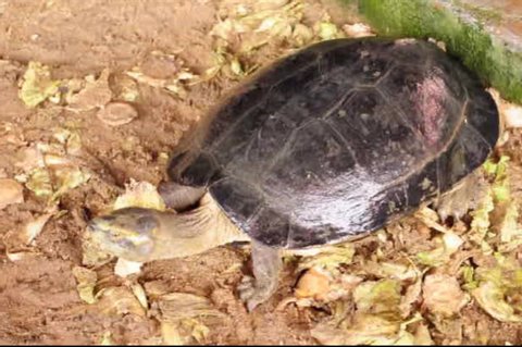 Old turtle slowly moving and keeping head
