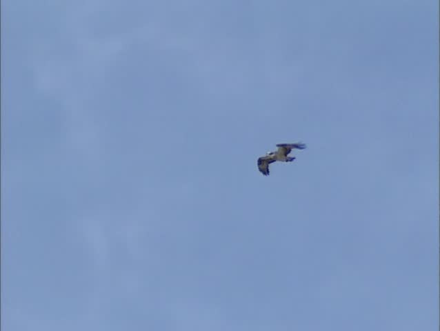 Osprey, pandion haliaetus in flight, floating - tracking shot.