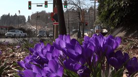 Traffic & Flowers - Spring Highway - 10 - Close-up of nice blooming blue crocus flowers on side of busy highway road with passing cars near city, town, village ...