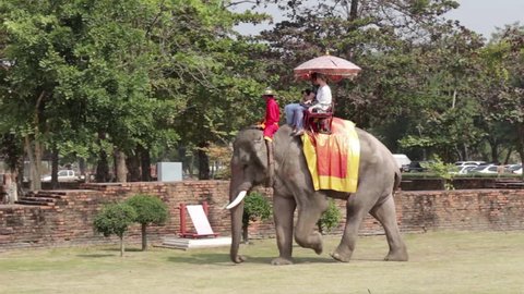 AYUTTHAYA, THAILAND - DECEMBER 30: elephant ride, the popular activity in many tourists' cities in Thailand, near Ayutthaya ruins site on December 30, 2013 in Historic City of Ayutthaya, Thailand.