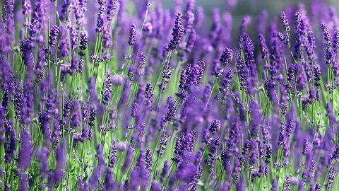 A close up of lavender plants swaying in the breeze Loop ready File