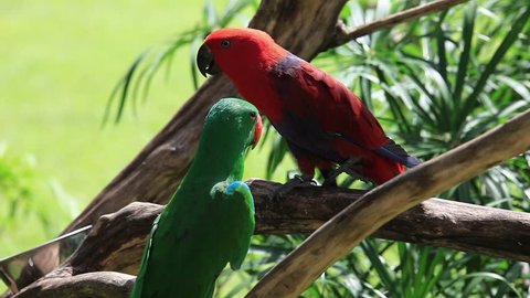 Eclectus Parrot animal birds (Eclectus roratus), colorful pair of wild tropical parrots in red, green, blue colors - male and female perching a branch, pets at Bali island, beautiful nature background