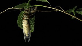 Cicada Enclosing  - Periodical Cicadas
Cicada Enclosing / shedding stock footage - Periodical cicadas Red-eyed Cicada (Psaltoda moerens) . Shot on canon 5D mark 3