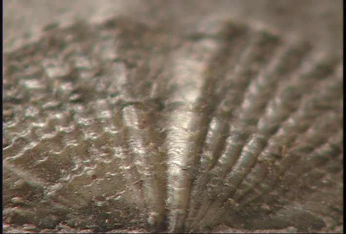 CU zoom out from an intricate fossil