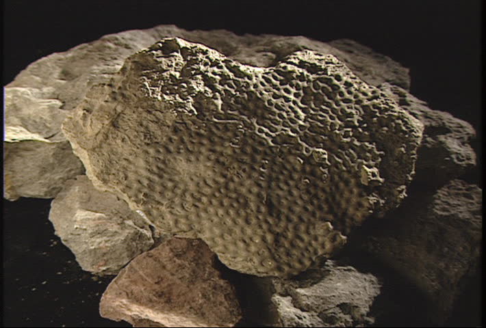 Push in CU of an intricate fossil 