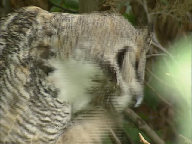 Great horned owl (Bubo virginianus) in tree, scratching.
