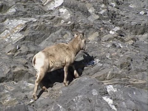 BANFF NATIONAL PARK Bighorn sheep ( Ovis canadensis ) walking on rocky slope + zoom out. Bighorns are heavy, athletic animals and feel perfectly at home on mountain slopes.