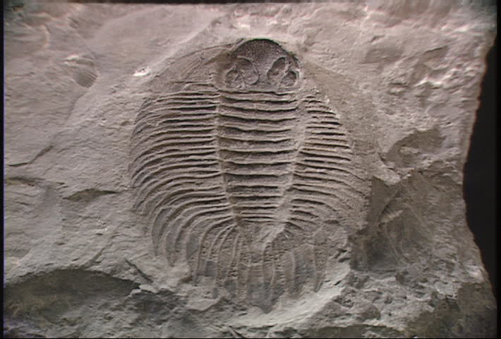 Push in CU of an intricate fossil 