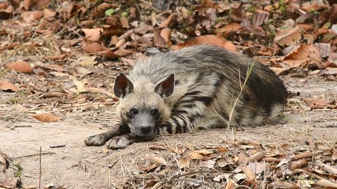 striped hyena in nature
