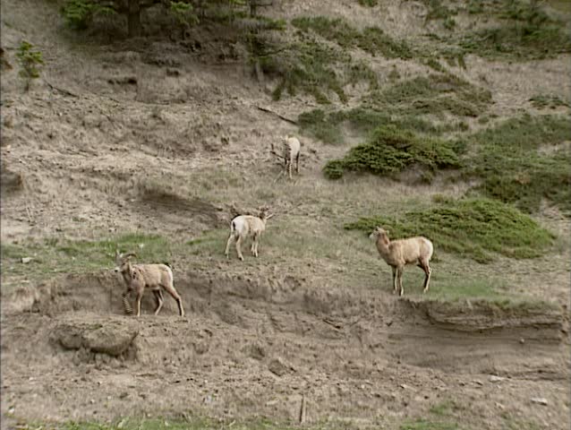 JASPER NATIONAL PARK Bighorn sheep (Ovis canadensis) running on steep slope. Bighorns are heavy, athletic animals and feel perfectly at home on mountain slopes.