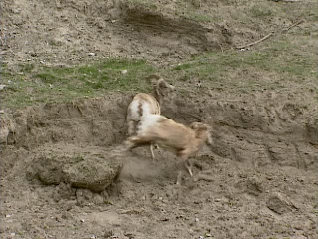 JASPER NATIONAL PARK Bighorn sheep (Ovis canadensis) chasing on steep slope. Bighorns are heavy, athletic animals and feel perfectly at home on mountain slopes.