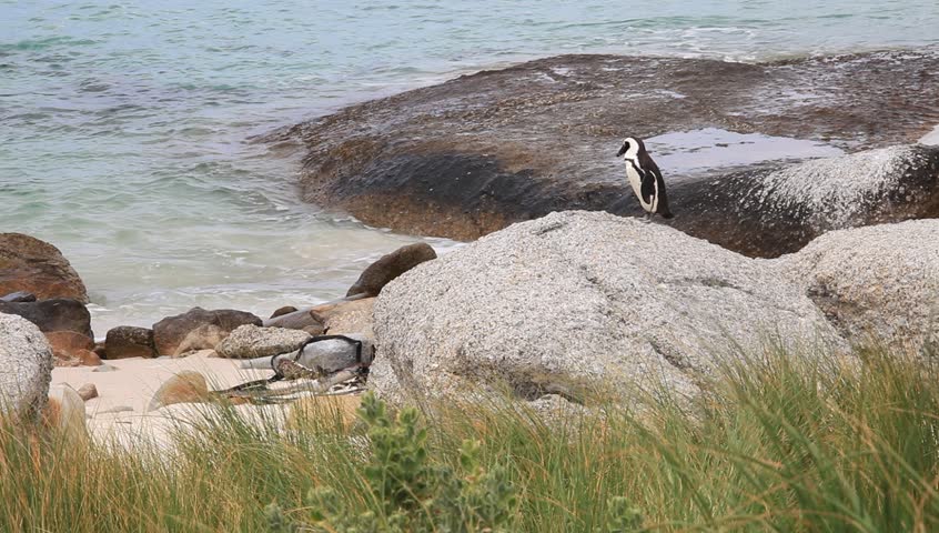 Boulders Beach, Penguin Colonies, Cape Town,South Africa
