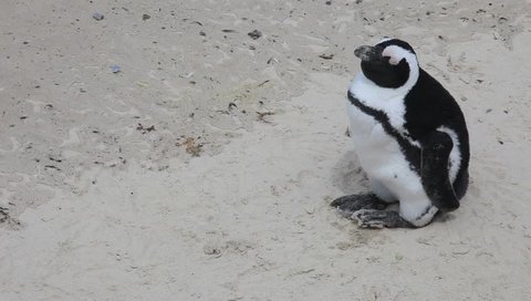 Boulders Beach, Penguin Colonies, Cape Town,South Africa

