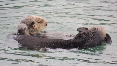 Sea Otters (Enhydra lutris) feed on mollusks and crustaceans in the harbor at Cordova, Alaska. The Orca Inlet, Chugach National Forest area.