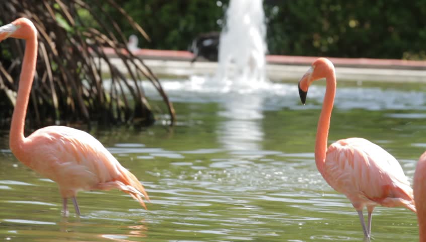 Flamingo Pond. Exterior shot of flamingos in a pond.